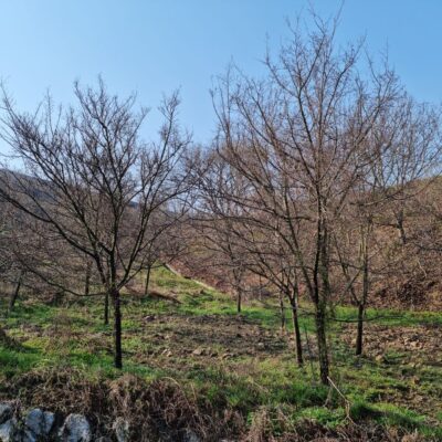 느릅나무R20 내외 30주 [전북 남원시 산동면]