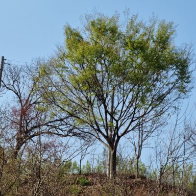 느티나무R40 1주 [전북 남원시 산동면]