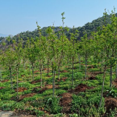 마가목R6-R8 300주 [전북 남원시 산동면]