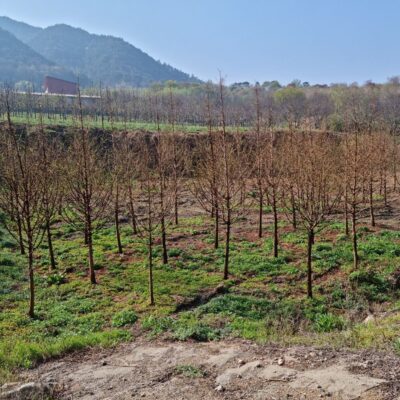 메타세콰이아B6 100주 [전북 남원시 산동면]