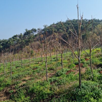 모감주R5-R6 200주 [전북 남원시 산동면]