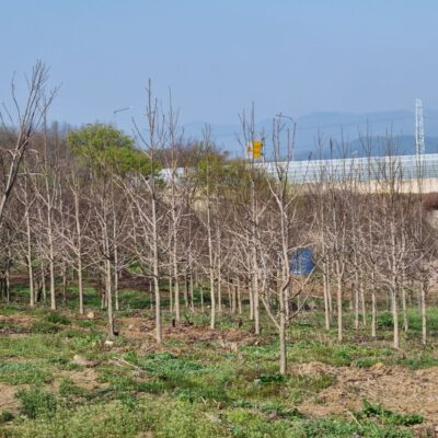 미국풍나무R8-R12 200주 [전북 남원시 산동면]