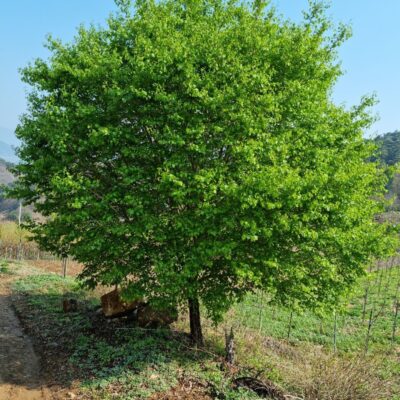 산사나무R15 2주 / R20 1주 [전북 남원시 산동면]