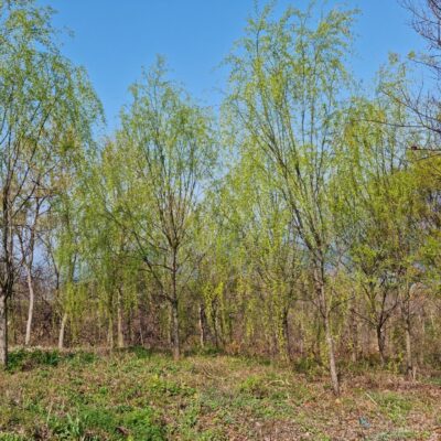 수양버들R12-R15 50주 [전북 남원시 산동면]