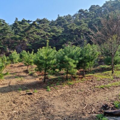 스트로브잣나무H2.0-H2.5 100주 [전북 남원시 산동면]