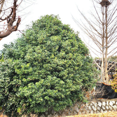 은목서H6.0 1주 [전남 순천]