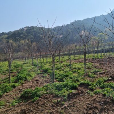 자귀나무R5-R6 300주 [전북 남원시 산동면]