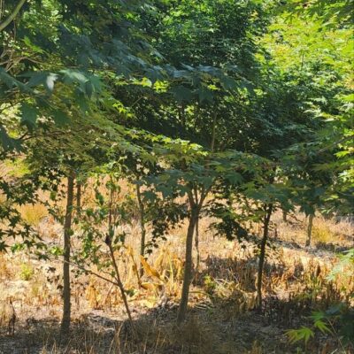 청단풍R6-R8 500주 [전북 남원시 주천면]