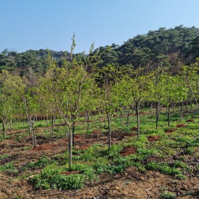 팥배나무R6-R8 300주 [전북 남원시 산동면]