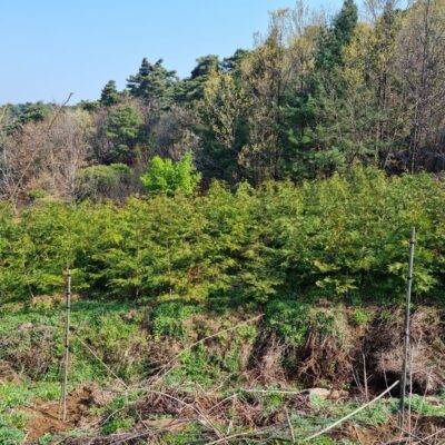 편백나무H2.5-H3.0 500주 [전북 남원시 산동면]
