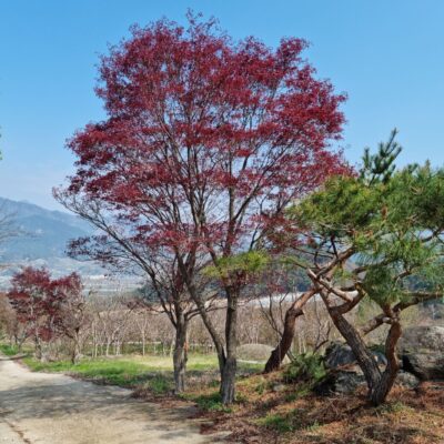 홍단풍R30-R35 4주 [전북 남원시 산동면]