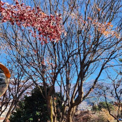홍단풍R30 1주 [전북 남원]
