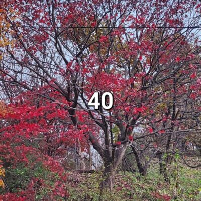 홍단풍R40 1주 [전북 남원]