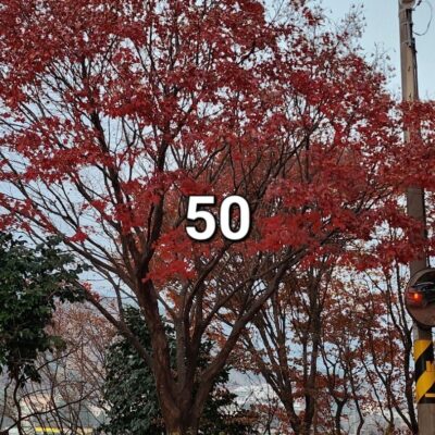 홍단풍R50 1주 [전북 남원]