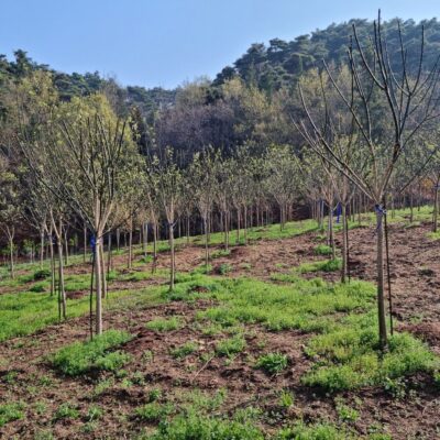회화나무R8-R10 200주 [전북 남원시 산동면]