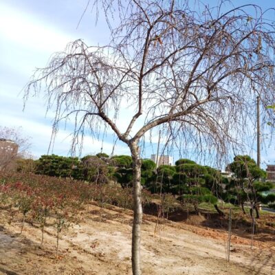 꽃복숭아(홍도화)R15-R20 40주 [전북 익산]