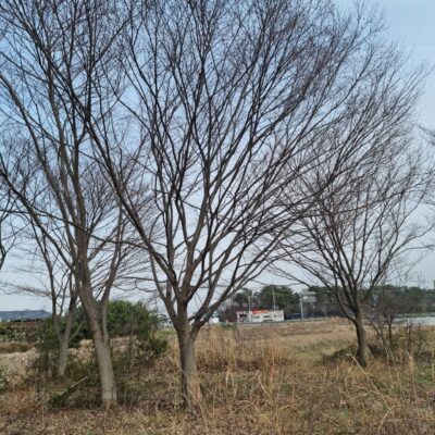 느티나무R40 1주 / R50 1주 [전북 익산 함라면 신대리]