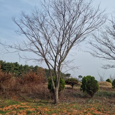 느티나무R30 2주 [전북 익산 함라면 신등리]