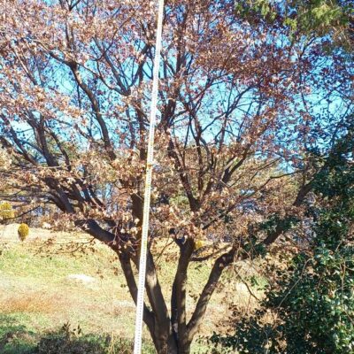 단풍나무R40 2주 [전북 익산]