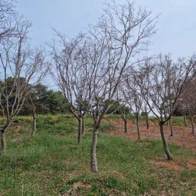 단풍나무R15-R20 20주 [전북 익산 함라면 신목리]