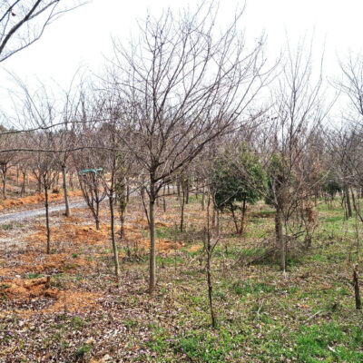때죽나무R8-R12 50주 [전북 익산 함라면 신목리]