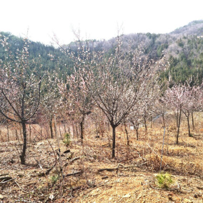 매실나무 매화나무 R8-R10 100주 [전북 군산시 서수면 축동리]