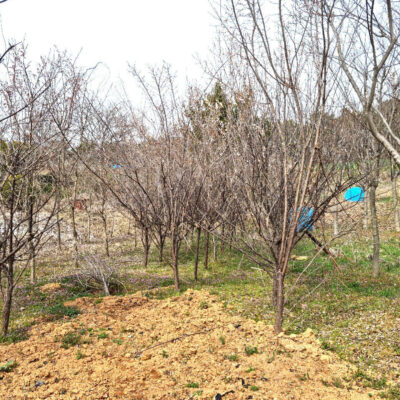 매실나무 매화나무 R8-R10 100주 [전북 익산 함라면 신목리]