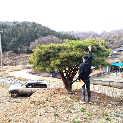반송H3.0 * W3.0 50주 [전북 군산시 서수면 축동리]