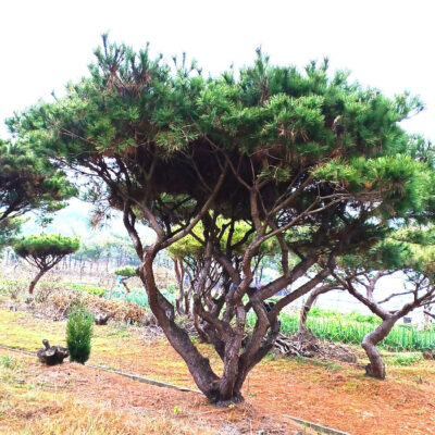 반송H3.5-H4.5 * W3.0-W4.0 60주 [전북 익산]