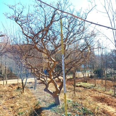 배롱나무 백일홍 R25 1주 [전북 익산]