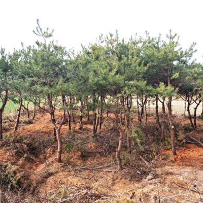 소나무R25-R30 100주 [전북 익산 함라면 신등리]