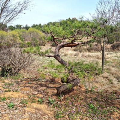 소나무(특수목)R25 1주 [전북 익산 함라면 신목리]