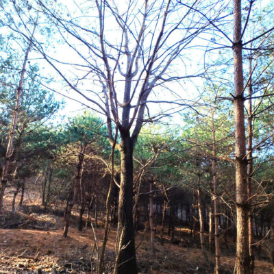 엄나무R50 1주 [전북 익산]