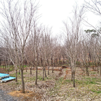 이팝나무R20 100주 [전북 익산 함라면 신목]