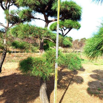 조형소나무R15-R25 200주 [전북 익산B]