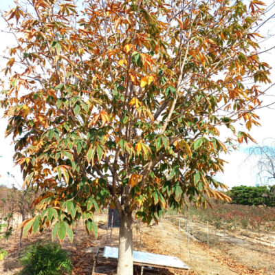 칠엽수R40 2주 [전북 익산]