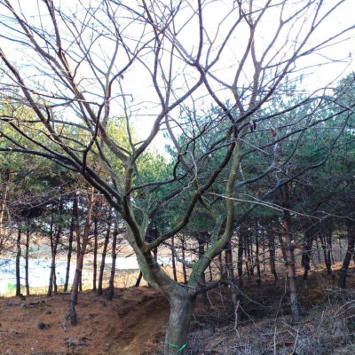[충남 부여] 팽나무R55 1주 - 판매완료