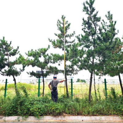 해송R10-R15 400주 [전북 익산]