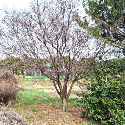 홍단풍R40 1주 [전북 익산 함라면 신목리]
