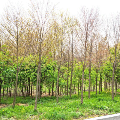 계수나무R10-R12 100주 [충북 음성군 감곡면 주천리]