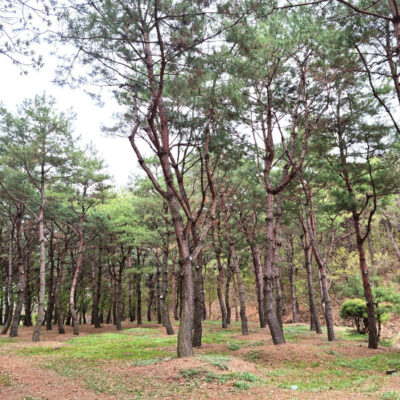소나무R30-R50 100주 [충북 음성군 감곡면 원당리]