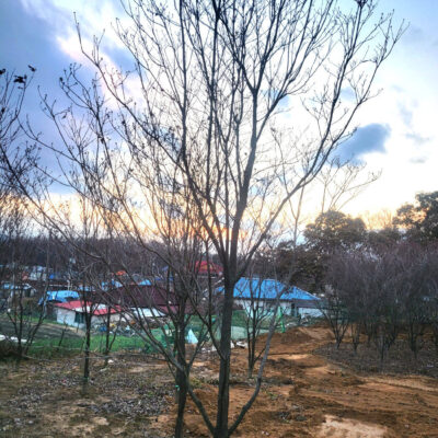 미국산딸나무R10-R15 1000주 [경기도 이천시 부발읍]