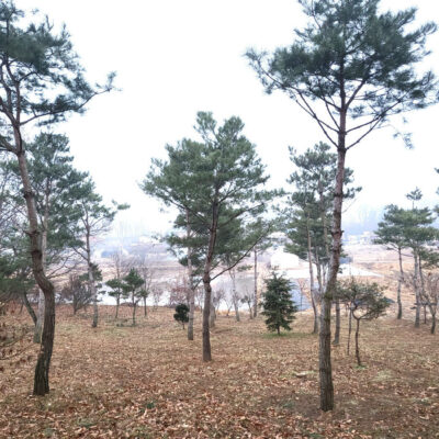 소나무(모찌)R20-R30 40주 [경기 이천]