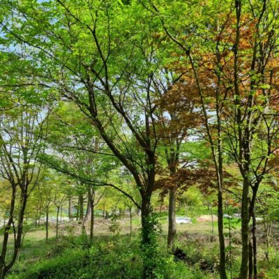 자두나무R15 1주 [경기도 이천시 부발읍]