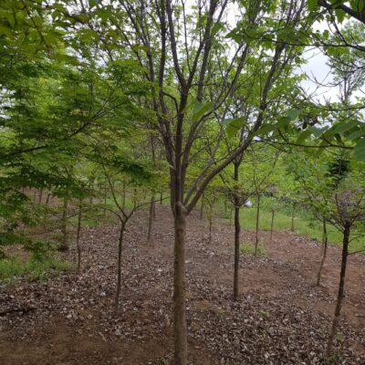 산딸나무R8 50주 [대구광역시 동구 금강동]