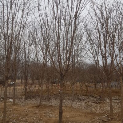 이팝나무R15 60주 [대구]