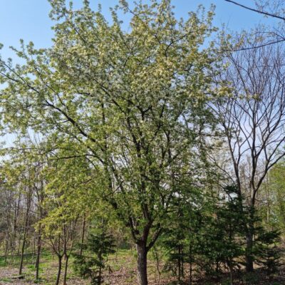 꽃사과R30 1주 [경기도 이천시 설성면 수산리]