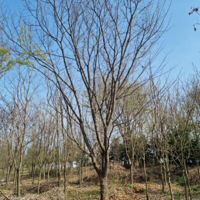 느티나무R40 내외 8주 [경기도 이천시 설성면 수산리]