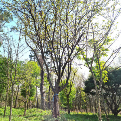 모과나무R30 1주 [경기도 이천시 설성면 신필리]