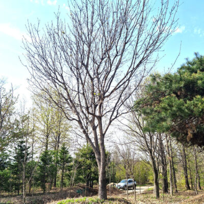 물푸레나무R30 1주 [경기도 이천시 설성면 수산리]